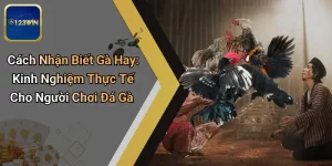 Cách Nhận Biết Gà Hay: Kinh Nghiệm Thực Tế Cho Người Chơi Đá Gà
